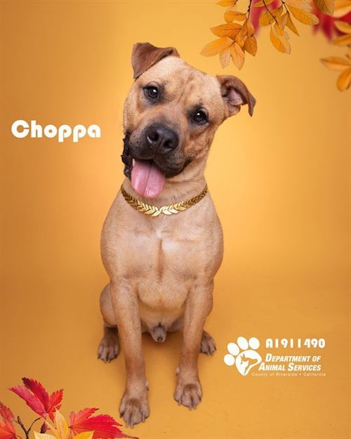 CHOPPA - Pit Bull Terrier for adoption in Fontana