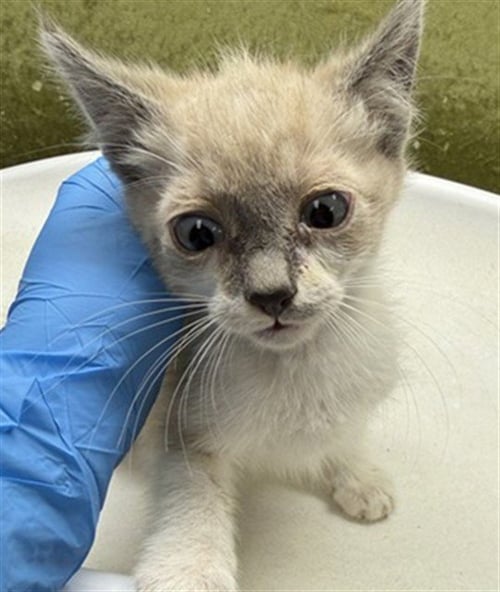 EDD - Domestic Short Hair available for adoption