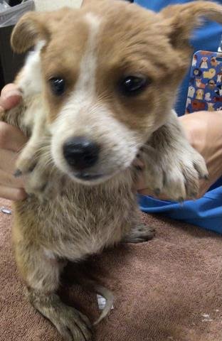 SAGE - Australian Cattle Dog/Blue Heeler available for adoption