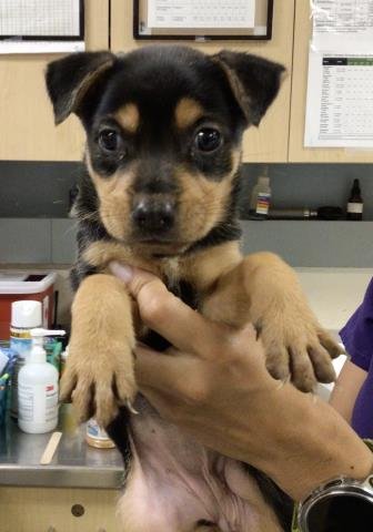 NASH - Pit Bull Terrier available for adoption