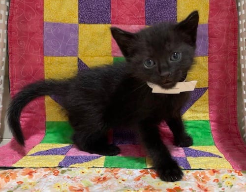 PHOENIX - Domestic Short Hair available for adoption