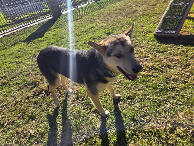 KELLY - German Shepherd Dog available for adoption