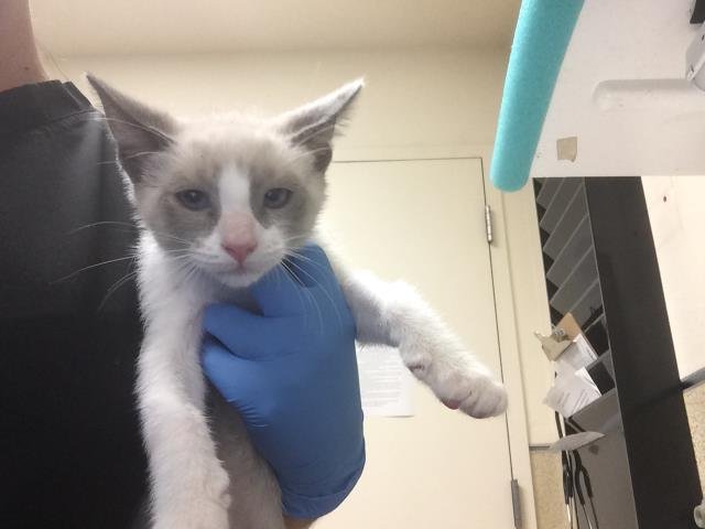 YUTA - Domestic Short Hair available for adoption