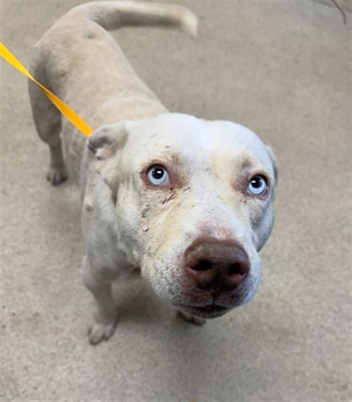 MELLOW - Pit Bull Terrier available for adoption