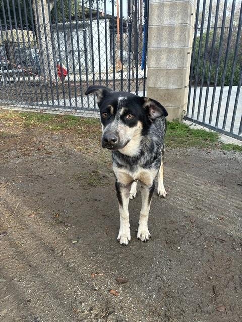 CHESTNUT - Australian Cattle Dog/Blue Heeler available for adoption
