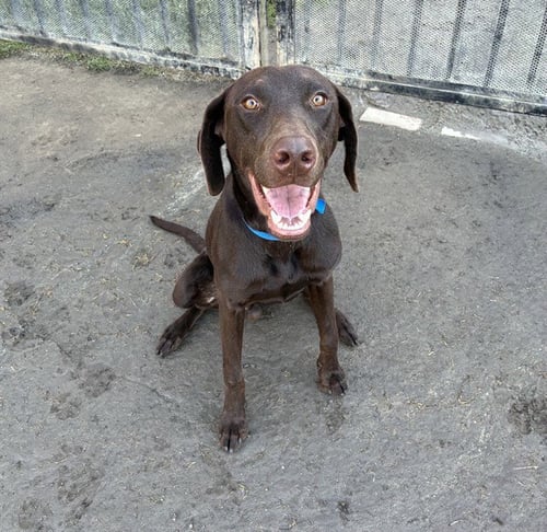 ROMEO - Labrador Retriever / Doberman Pinscher available for adoption