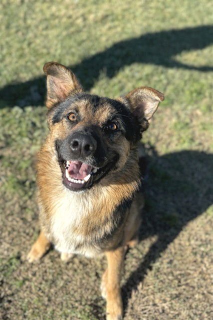MAX - German Shepherd Dog available for adoption