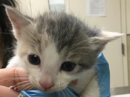 MILA - Domestic Short Hair available for adoption