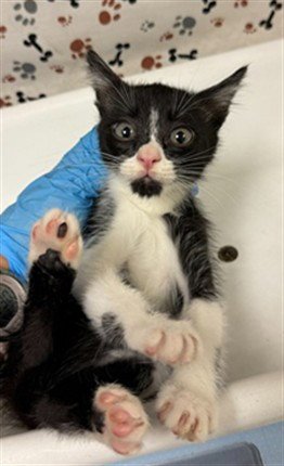 A1934687 - Domestic Short Hair available for adoption