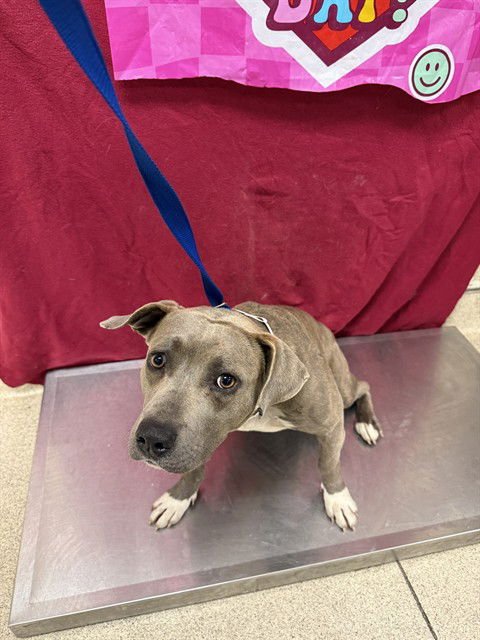 STAR - Pit Bull Terrier available for adoption