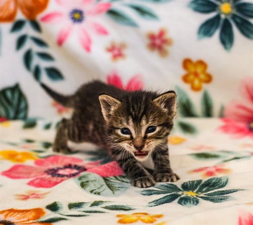 CRUX - Domestic Short Hair available for adoption