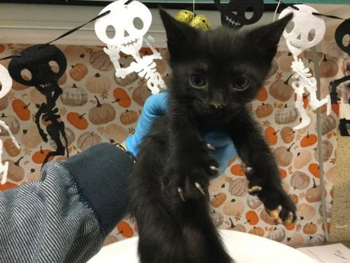 BOO - Domestic Short Hair available for adoption