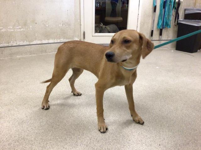 CANELA Image