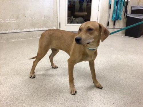 CANELA - Labrador Retriever available for adoption
