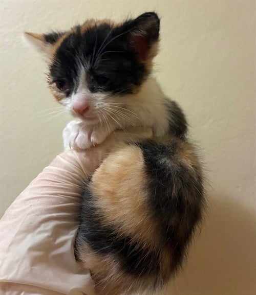 MARTELL - Domestic Short Hair available for adoption