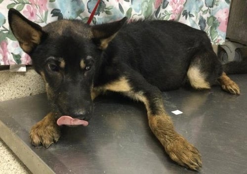 REDWOOD - German Shepherd Dog available for adoption
