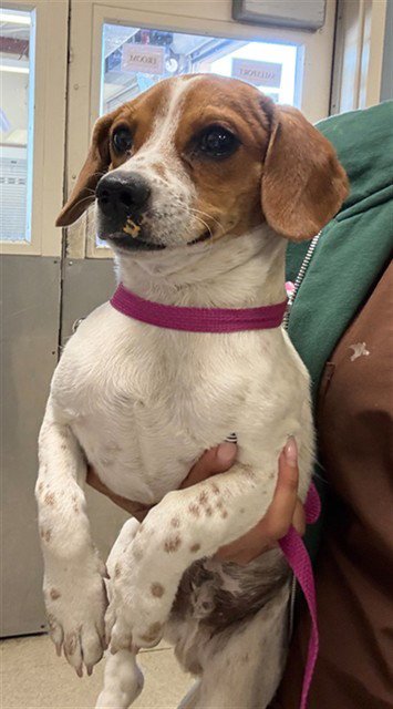 JACK - Beagle available for adoption