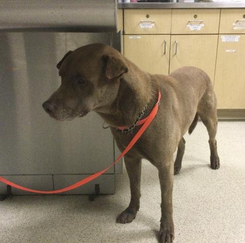PRETZEL - Pit Bull Terrier available for adoption