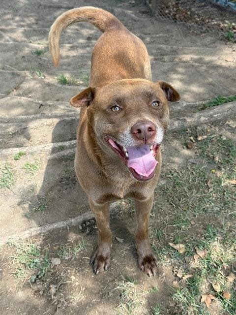 PRETZEL - Pit Bull Terrier available for adoption