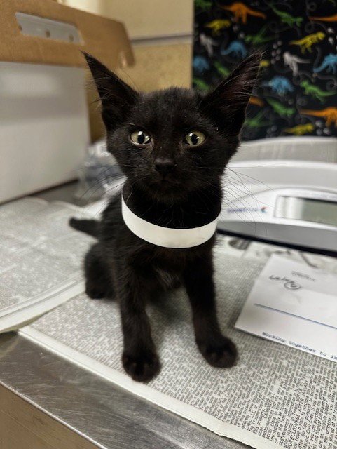 MISTY - Domestic Short Hair available for adoption