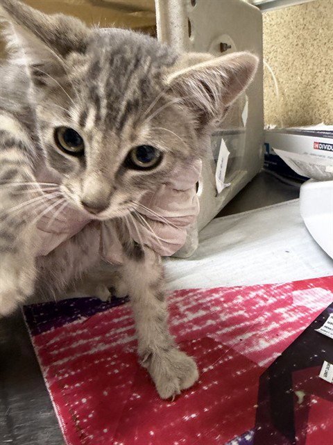 BUTTERCUP - Domestic Short Hair available for adoption
