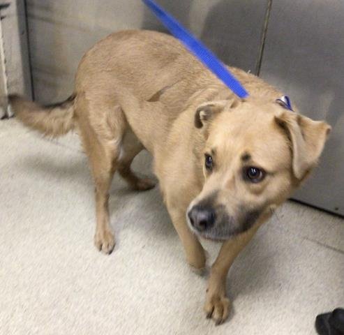 BURT - Labrador Retriever available for adoption