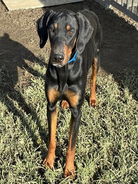 STEWEY - Doberman Pinscher available for adoption