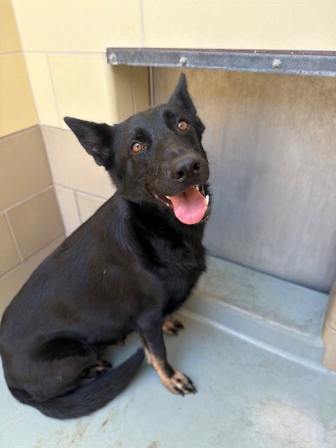 WINNIE - German Shepherd Dog available for adoption