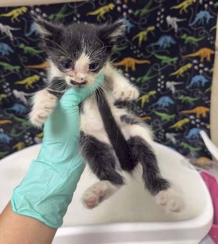 MIST - Domestic Short Hair available for adoption