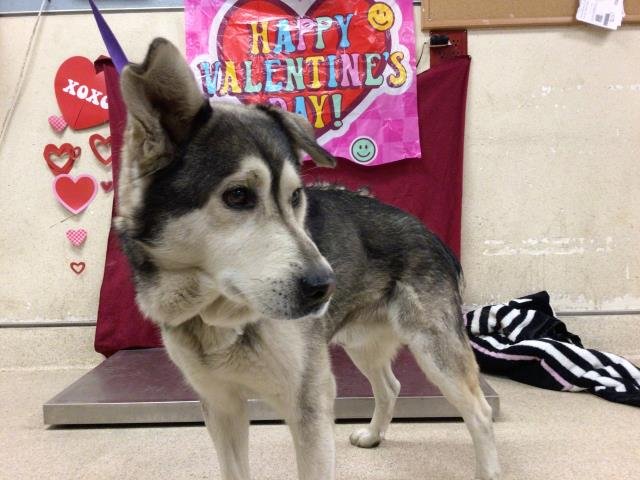 POPS - Siberian Husky available for adoption