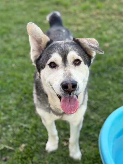 POPS - Siberian Husky available for adoption