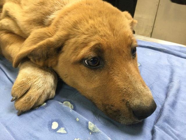 SPRING - German Shepherd Dog available for adoption