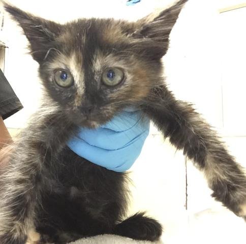 SPICE - Domestic Short Hair available for adoption