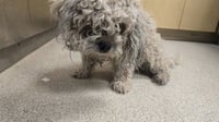 COLUMBO - Photo 1