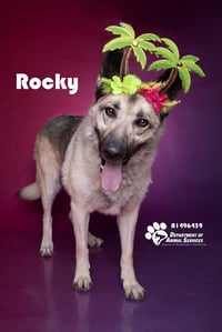 ROCKY - Photo 1