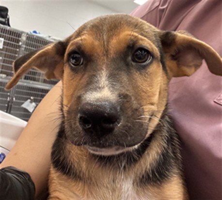 MIKEY - Labrador Retriever available for adoption