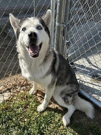 LAYLA - Photo 1