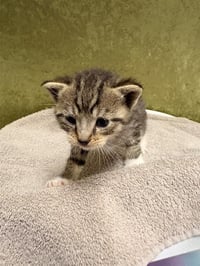 BERLIOZ - Photo 1
