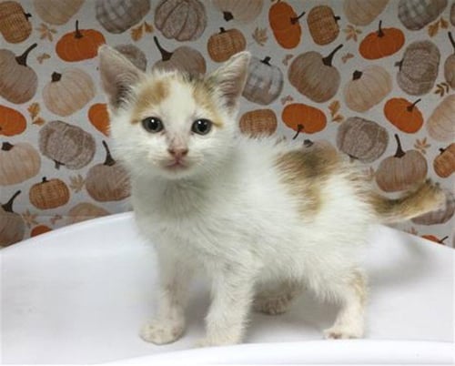MITSY - Domestic Short Hair available for adoption