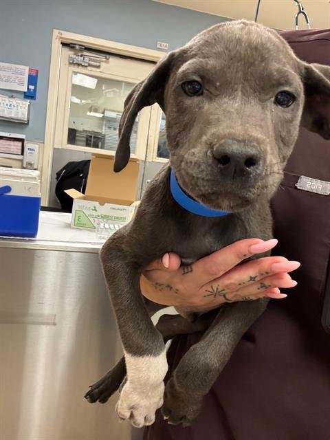 A1882018 - Pit Bull Terrier available for adoption