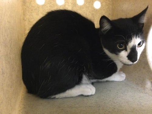 MARTY - Domestic Short Hair available for adoption