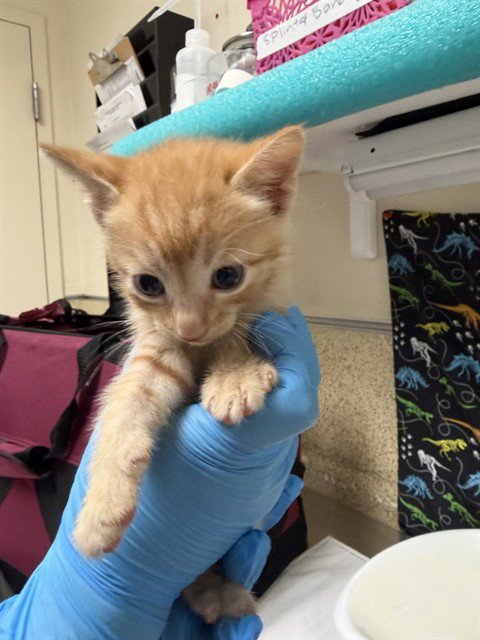 TANGELO - Domestic Short Hair available for adoption