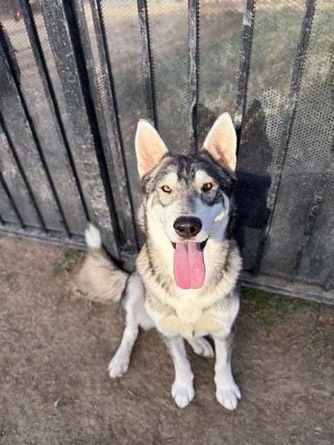 RICHIE - Siberian Husky available for adoption