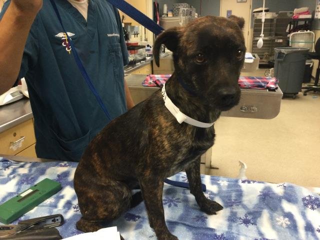 GINGER - Chihuahua available for adoption