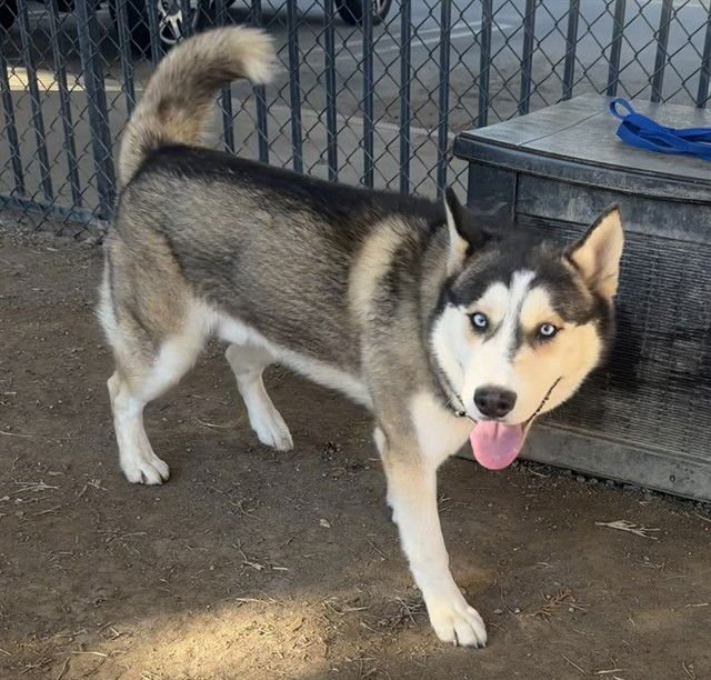 BLUE - Siberian Husky available for adoption