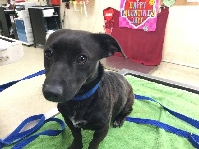 RINGO - Dachshund available for adoption