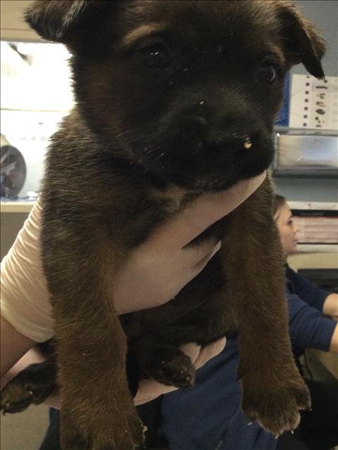 HARRY - German Shepherd Dog available for adoption