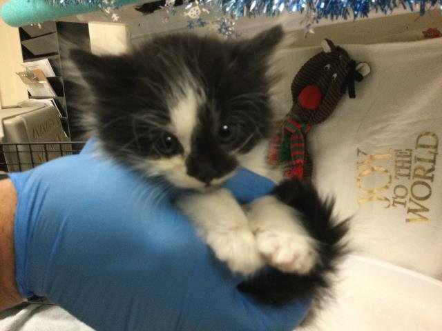 ASH - Domestic Short Hair available for adoption