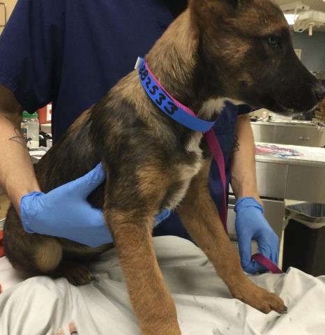 OZZY - German Shepherd Dog available for adoption