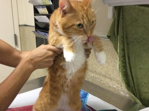 WILL - Domestic Short Hair available for adoption